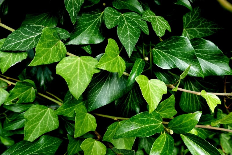 Vine Accents